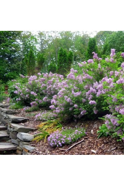 Бузок звичайний Карпе Діем